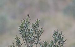 Chalcostigma herrani