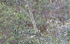 Chalcostigma herrani