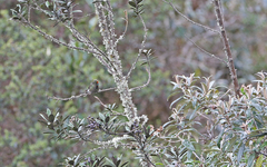 Chalcostigma herrani