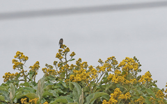 Ochthoeca rufipectoralis