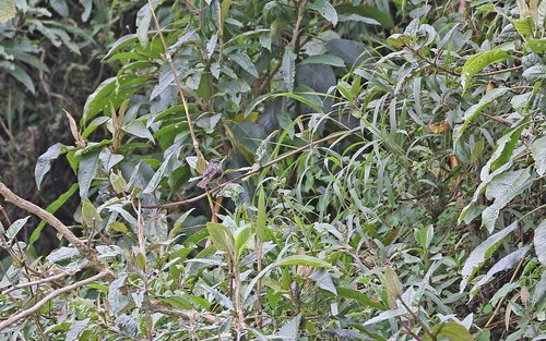 Agile Tit-Tyrant (Uromyias agilis), photo 6