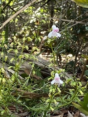 Dicerandra frutescens