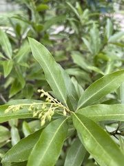 Pieris japonica