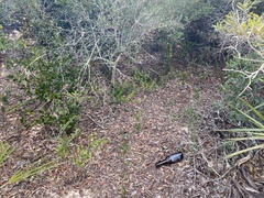 Dicerandra frutescens