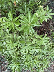 Pieris japonica