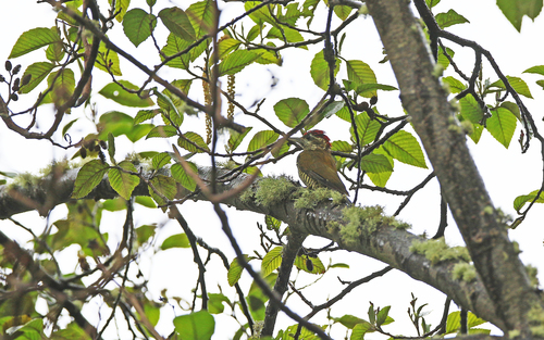 Bar-bellied Woodpecker (Veniliornis nigriceps), photo 6