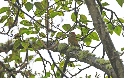 Bar-bellied Woodpecker (Veniliornis nigriceps), photo 7