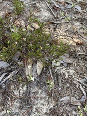 Polygonum dentoceras