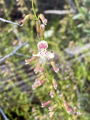 Dicerandra frutescens