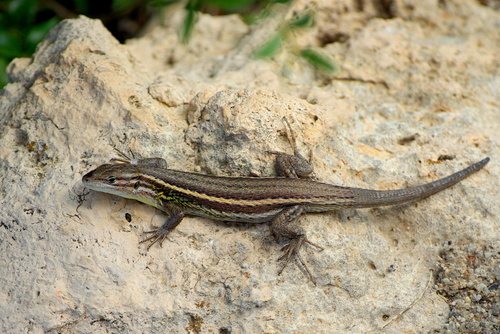 Large Psammodromus, photo 2 of 10
