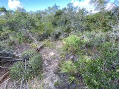 Dicerandra frutescens