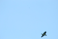 Amazona finschi
