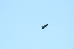 Amazona finschi