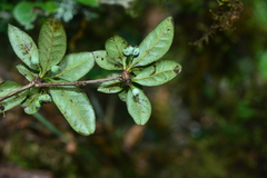Berberis schaaliae