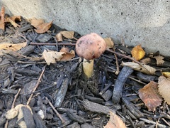 Fungi