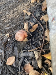 Fungi