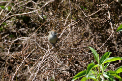 Synallaxis subpudica