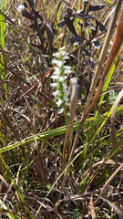Spiranthes magnicamporum
