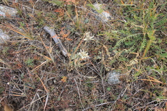 Leontopodium campestre