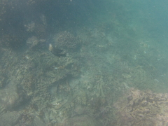 Microspathodon bairdii