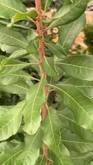 Morella pensylvanica