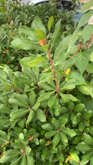 Morella pensylvanica
