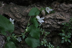 Campanula pendula