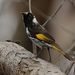 New Holland × White-cheeked Honeyeater - Photo (c) deborod, some rights reserved (CC BY-NC), uploaded by deborod