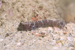 Cryptocentrus sericus