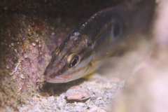 Lutjanus russellii