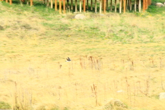 Tachycineta leucopyga