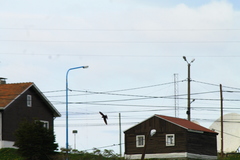 Tachycineta leucopyga