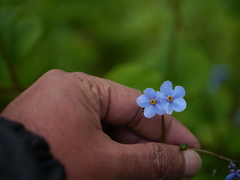 Hackelia uncinata