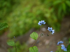 Hackelia uncinata