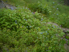 Hackelia uncinata
