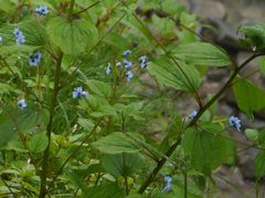 Hackelia uncinata