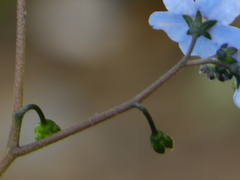 Hackelia uncinata