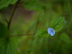 Hackelia uncinata