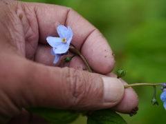 Hackelia uncinata