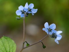 Hackelia uncinata