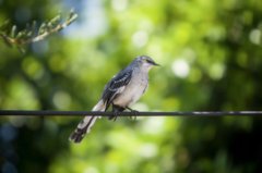 Mimus polyglottos