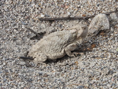 Phrynosoma taurus