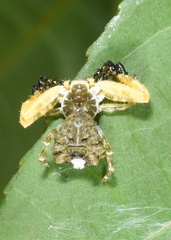 Phrynarachne ceylonica