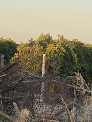 Zonotrichia leucophrys