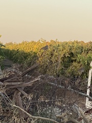 Zonotrichia leucophrys