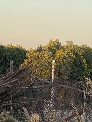Zonotrichia leucophrys