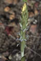 Satyrium stenopetalum