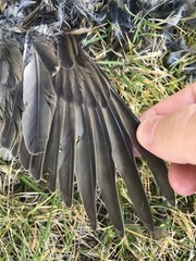 Turdus iliacus coburni