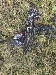 Turdus iliacus coburni