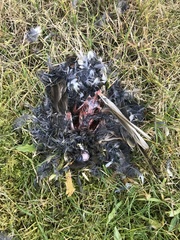 Turdus iliacus coburni